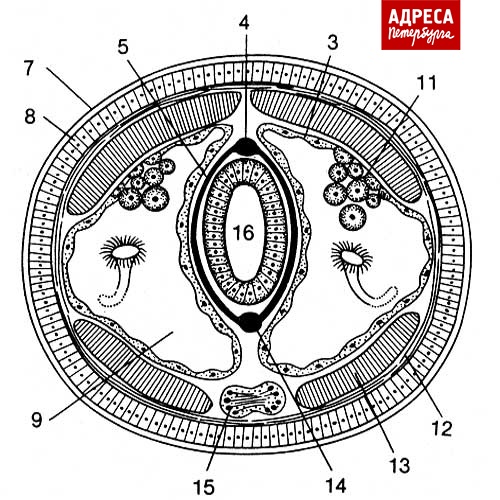 Поперечный срез червя. Схема поперечного среза дождевого червя. Кольчатые черви строение поперечный разрез. Поперечный срез кольчатого червя рисунок. Внутреннее строение кольчатого червя поперечный разрез.